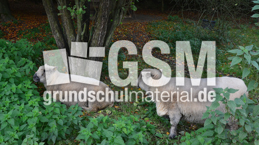 Shropshire-Schaf (1).jpg